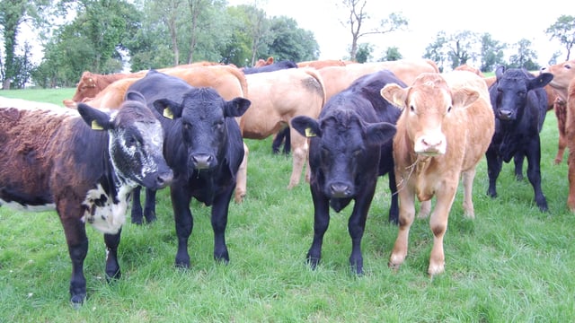 Bluetongue could arrive in Ireland within weeks – NI scientists