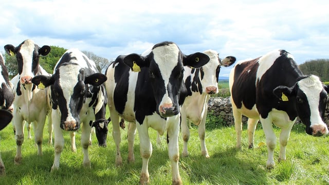 Watch: Potential for vaccines to reduce methane emissions?