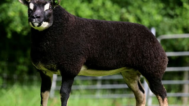 Breeder’s Choice Summer Selection sale kicks off later