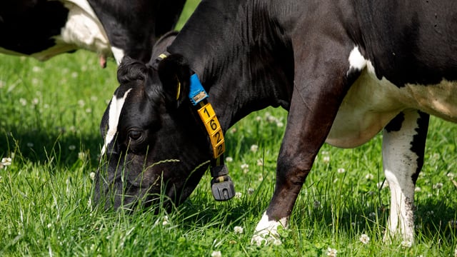 Dairy advice: Be wary of bloat in high-clover paddocks
