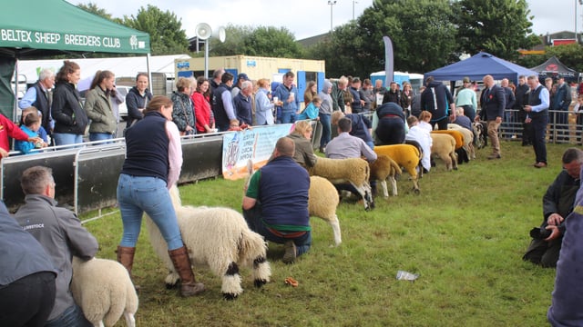 NI sheep farmers ‘need parity’ on financial supports available in south – breeder
