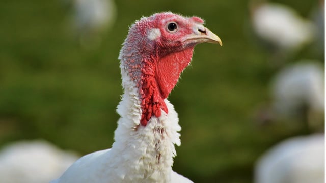 UK taskforce recommends ‘targeted’ bird flu vaccination trial in turkeys 