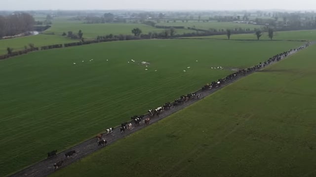 Do you know what’s causing lameness on your farm?