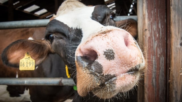 Bluetongue update as farmers are urged to stay vigilant