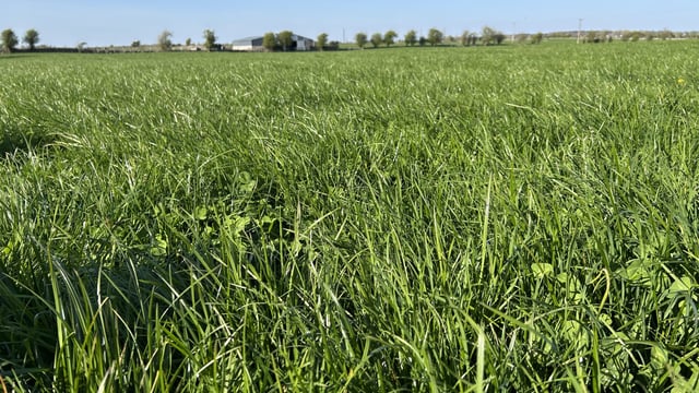 Grass-clover: Key to growing 15t DM/ha and reducing nitrogen