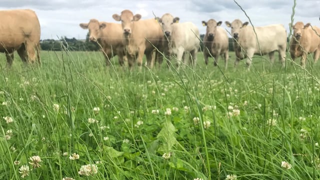 Watch out for bloat in your herd this summer