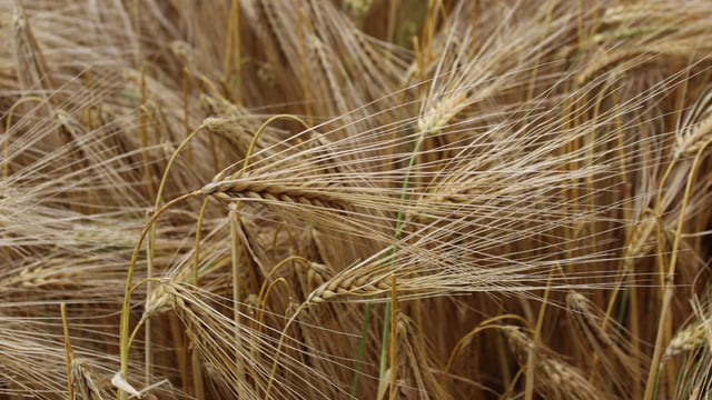 AHDB: Mixed picture on progress of crops up to end of June