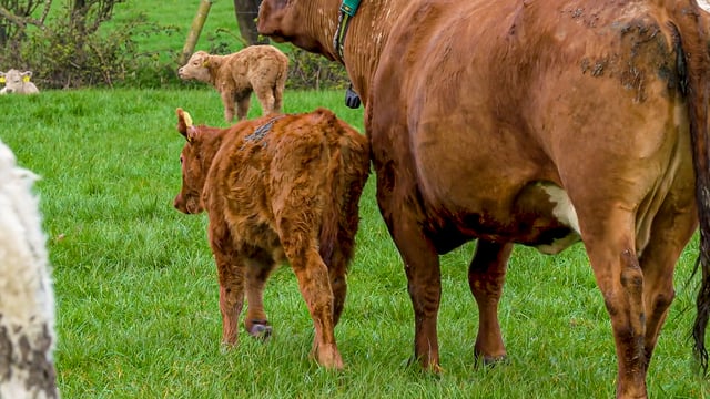 New suckler cow calculator for NI farmers launched