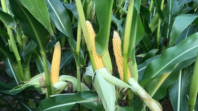 High global maize yield forecasts putting pressure on grain markets