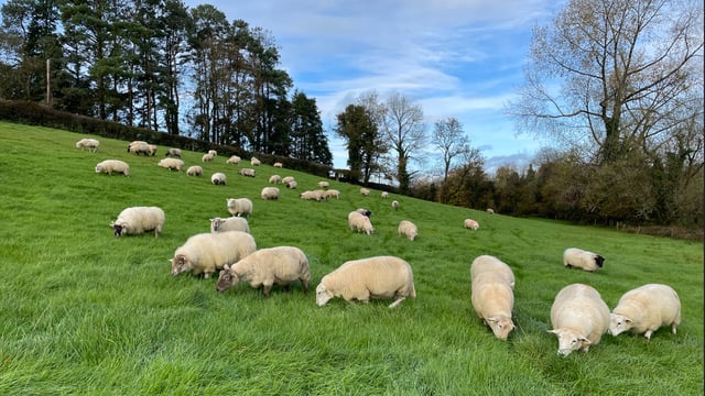 PSNI investigating theft of 21 sheep in Co. Tyrone