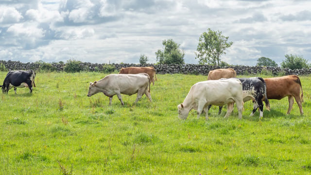 BVD: NI farmer input sought to help design new disease model