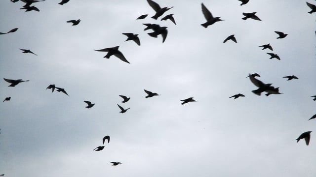 Study: Viruses in cattle more likely to infect birds than humans