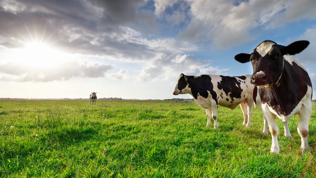 Milk volumes continue to increase in Northern Ireland