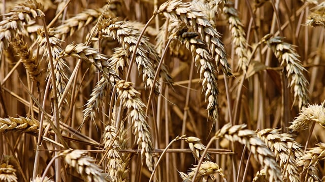 AHDB: Global wheat prices remain under pressure
