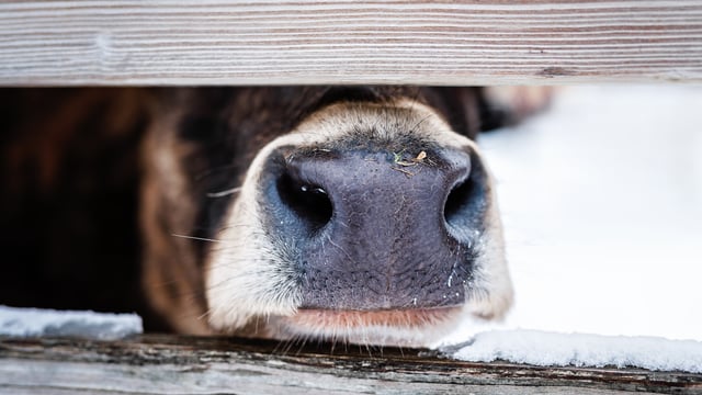 NI brucellosis compensation rates for September 2025 confirmed