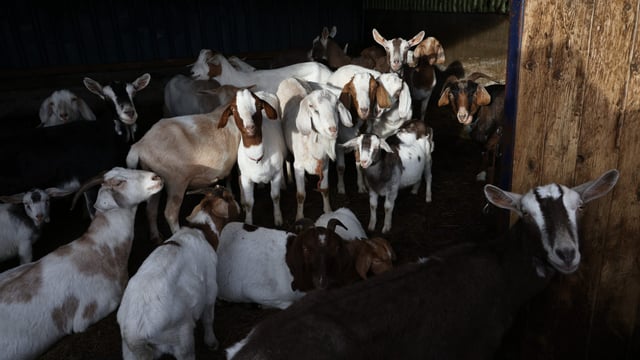 British farmer who kept over 450 animals in ‘squalor’ jailed and banned for life