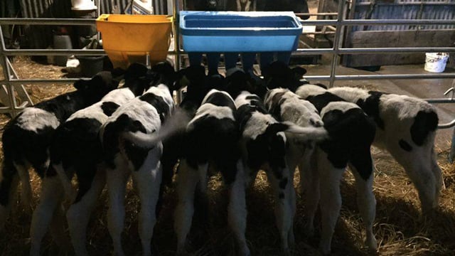 Autumn calving: The importance of colostrum quality