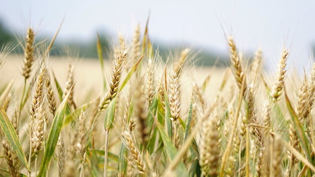 Project to test potential yield from blending wheat varieties in field