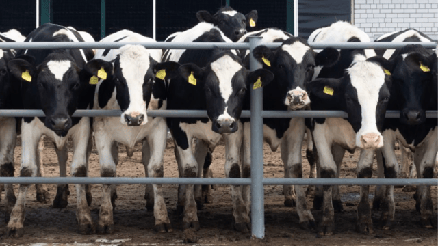 Letter to the editor: Focus needed on better animal health in Europe