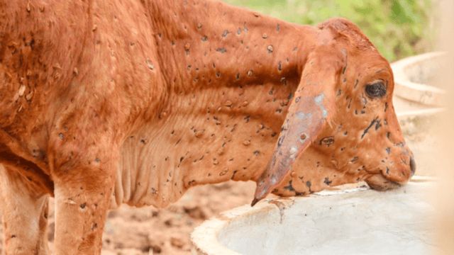 WOAH confirms 2 outbreaks of lumpy skin disease in Spain