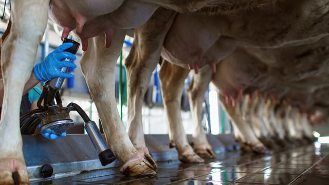 Global milk outlook improved with annual output likely to grow by 1.9% – Ornua