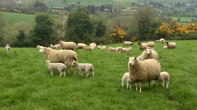 EU lamb imports surpass 99,000t – up 20% or 6,300t on last year