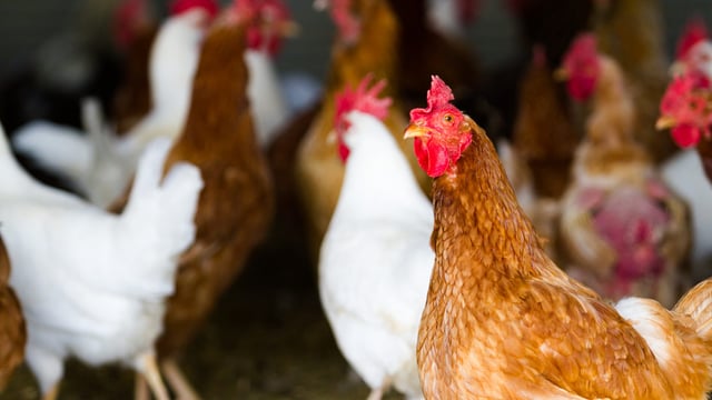 Global poultry market ‘poised for continued strength’ but bird flu a concern