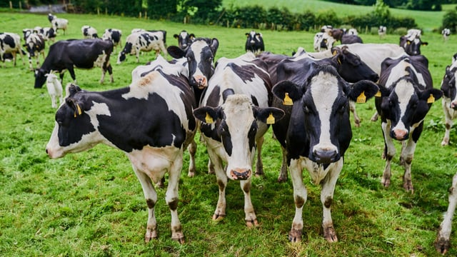 Dale Farm and Aurivo in discussions about potential future ‘trading relationship’