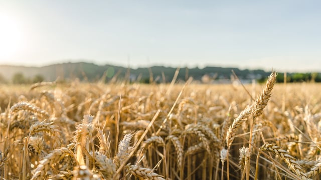 Tillage: Straw strength a key contributor to final crop yields