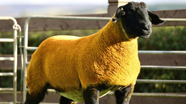 Forkins flock tops Big Bang sale at 12,000gns  