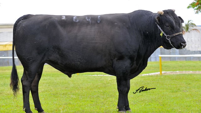 Brazilian beef sector pushing to align with global standards