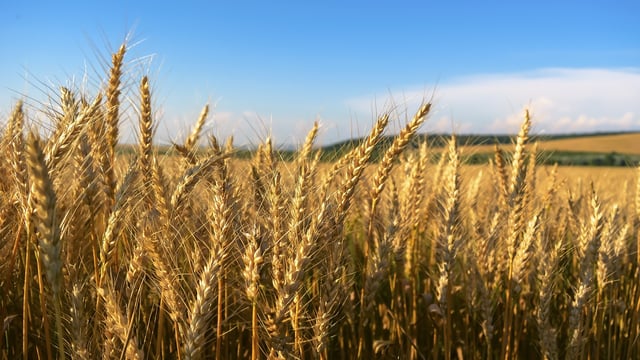 World food prices declined in October – FAO