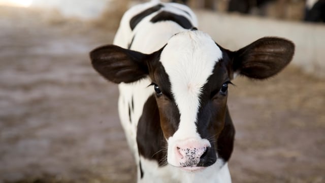 How important is a good winter diet in terms of calf health?