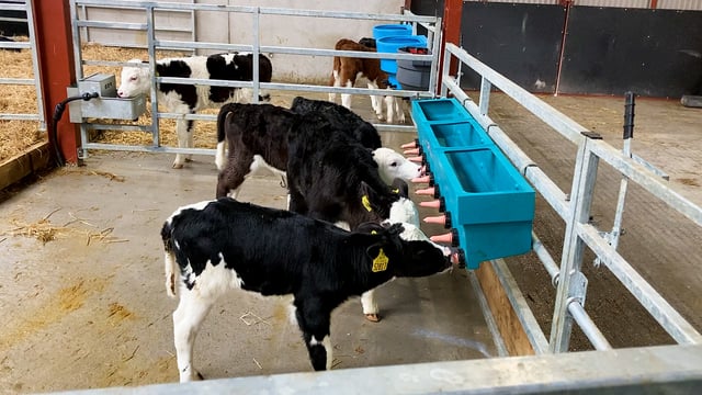 Ensuring the last of the autumn calves get adequate colostrum