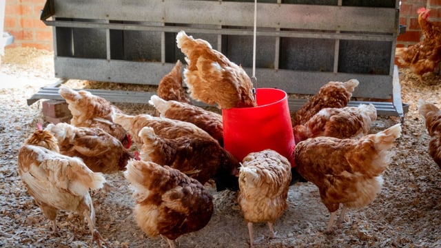 UFU notifying members about poultry housing order