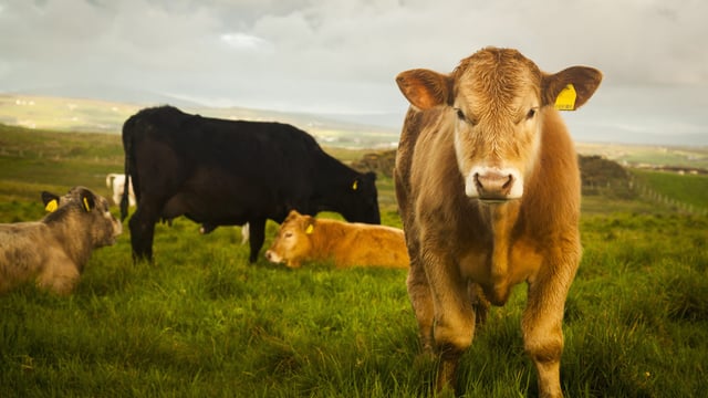 Report: Beef production in Ireland down 4% since first half of 2024