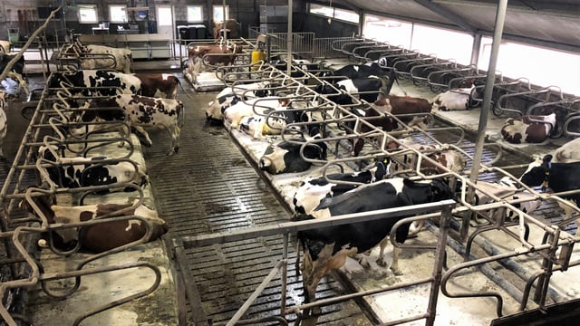 Controlling lameness before the housed period