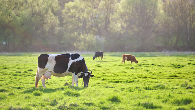 Environmental impact of English farms decreasing – study