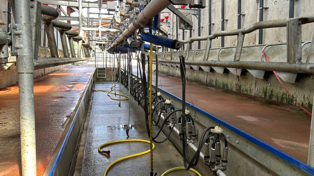 Is it worth moving to once-a-day milking?