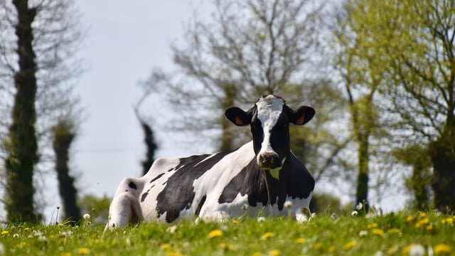 Introduction of bird flu from US dairy cattle to Europe ‘very unlikely’ – EFSA