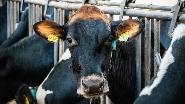 What are the benefits of parlour-training heifers?
