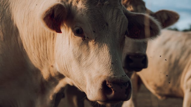 266 cases of bluetongue in GB in 2025 season – Defra