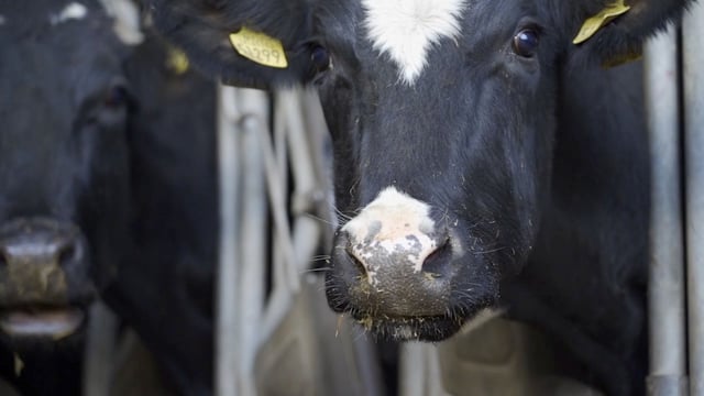 Plans announced to relax bluetongue restrictions on a Co. Down mart