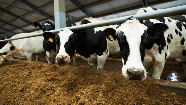 Dry cow management ahead of the calving season