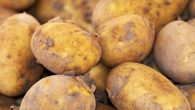 Ground conditions interrupt NI potato harvest