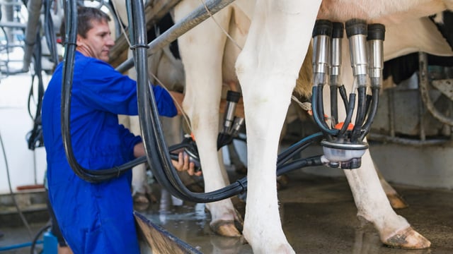 AHDB: ‘Plummeting’ dairy commodity prices ‘may have reached a floor’