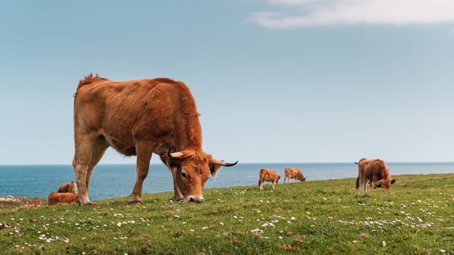 Bluetongue antibodies found in cattle herd on Isle of Man