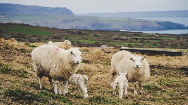Sheep grazing on ‘unimproved moorland’ emit less methane and CO2 – study