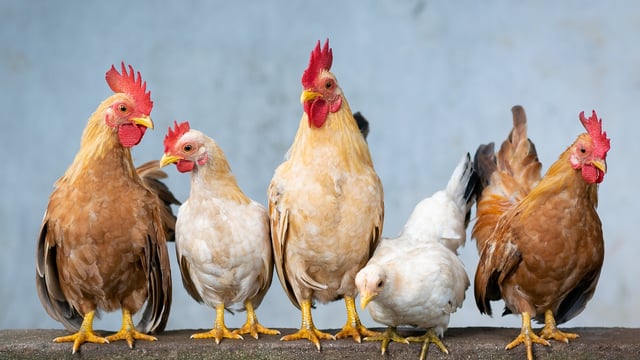 New bird flu cases detected in England and Scotland