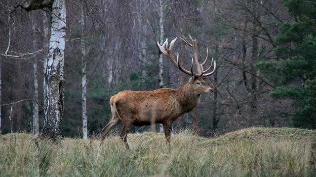 New deer management measures aim to protect England’s woodlands